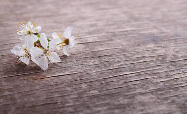 Koyu ahşap zemin üzerinde çiçek açan ağaç dalı, boşluğu kopyala