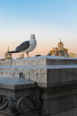        Roma 'da çatıda bir martı oturuyor.