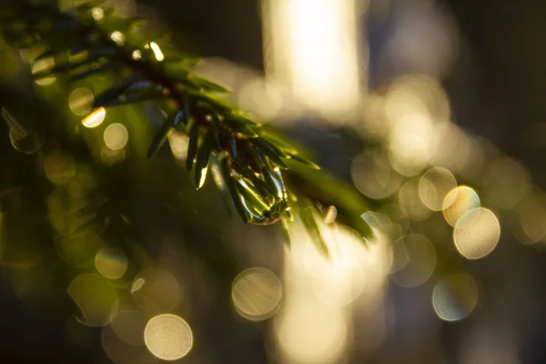 Primer plano de la gota de agua que cuelga de la rama del árbol . — Foto de Stock