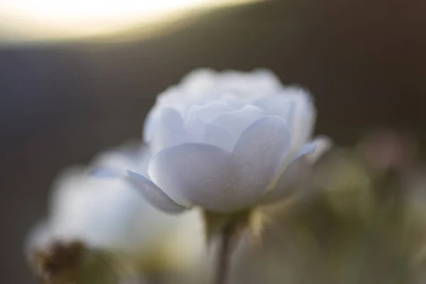 Nahaufnahme Makrofoto Einer Blühenden Wilden Weißen Rose Bei Sonnenuntergang Sommer — Stockfoto