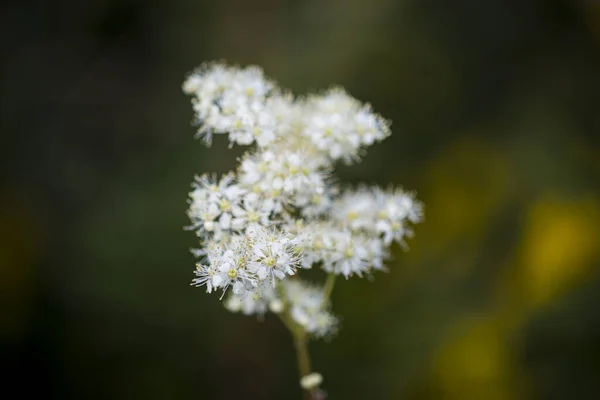 Yakın plan, bulanık, bokeh, yeşil arkaplan ile beyaz çiçek kirişinin makro fotoğrafı
