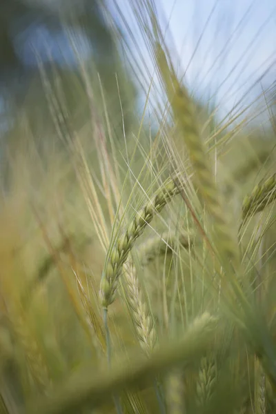 Arpa tarlasında arpa çıkıntısına yakın çekim. Arka planda gökyüzü görünüyor..