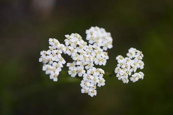 Primo Piano Macrofoto Achillea Bianca Fiore Con Sfondo Sfocato Bokeh — Foto Stock