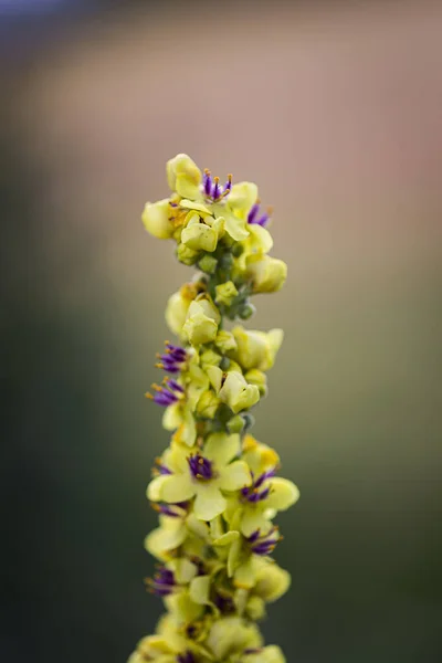 Güzel yakın plan, siyah Mullein 'in makro fotoğrafı, sarı yapraklar, yeşil saplar, mor leke.