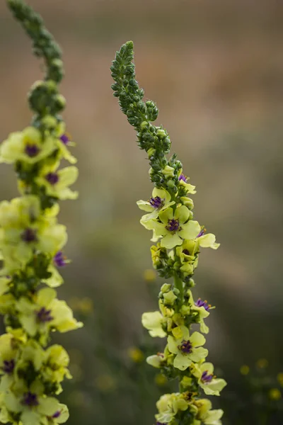 Güzel yakın plan, siyah Mullein 'in makro fotoğrafı, sarı yapraklar, yeşil saplar, mor leke.