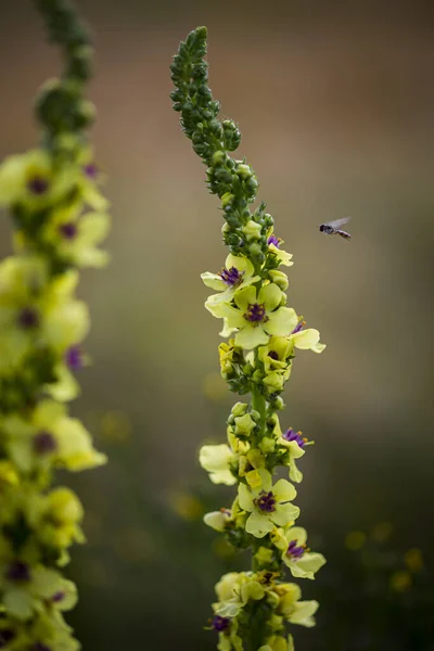 Güzel yakın plan, siyah Mullein 'in makro fotoğrafı, uçan sarı yapraklar, yeşil saplar, mor lekeler.