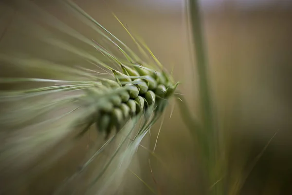 Yakın plan, tarladaki arpa çıkıntısının makro fotoğrafı, bulanık arkaplan.