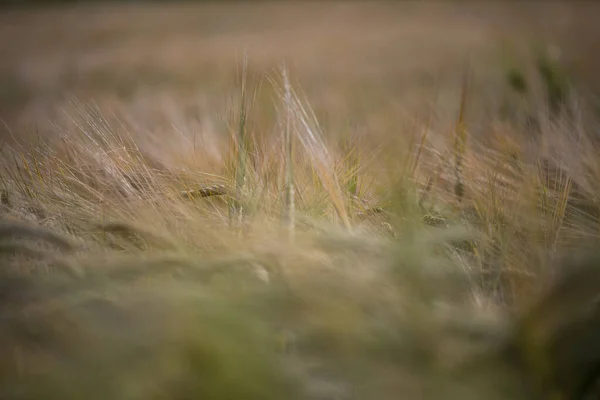 Gün batımında yeşil ve sarı tenteli arpa tarlasının manzara fotoğrafı..