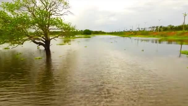 Cena Aérea Rio Negro Amazônia — Vídeo de Stock