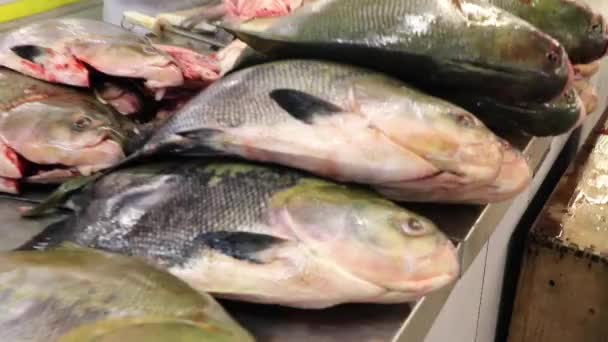 Homem Corta Com Faca Tambaqui Peixe Feira Panair Manaus Amazonas — Vídeo de Stock