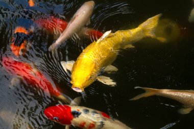 Tayland uğurlu Goldfish