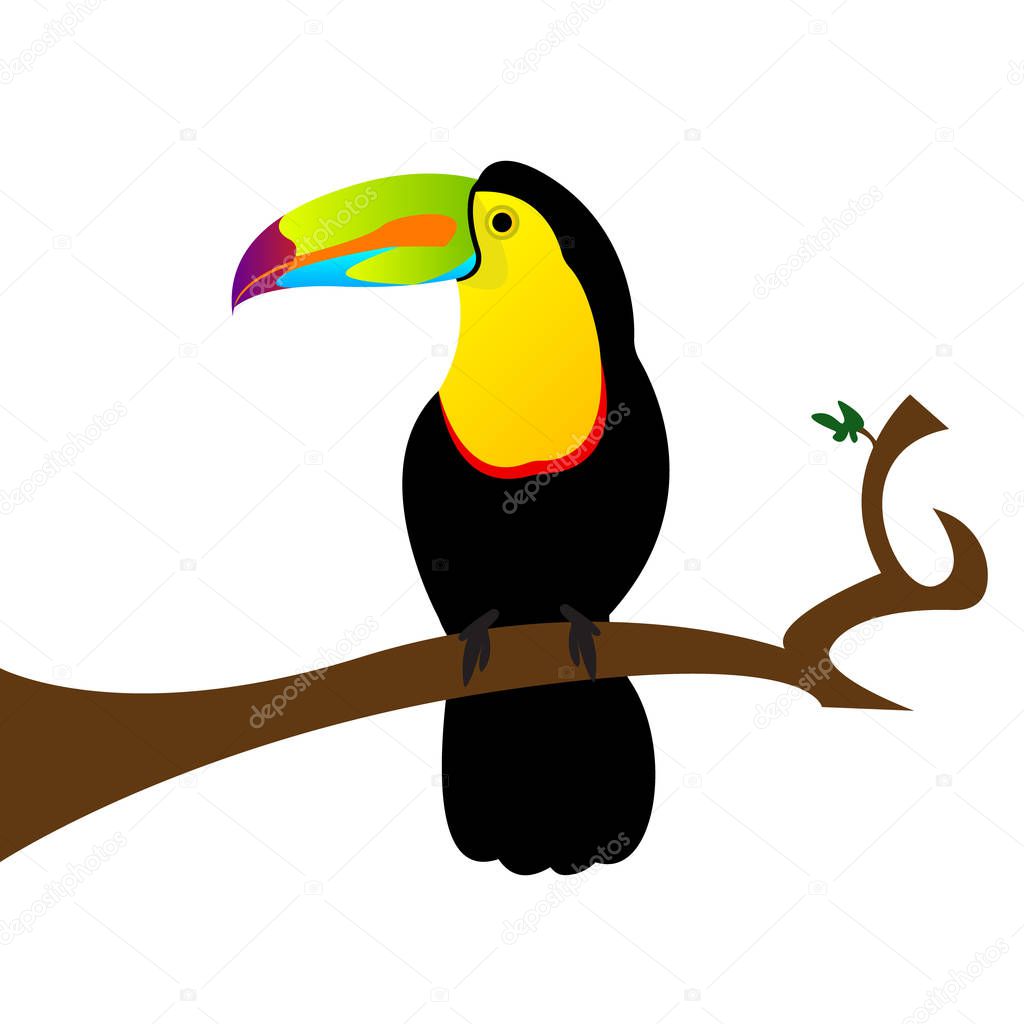 Colorful toucan sitting on a branch, isolated on white background