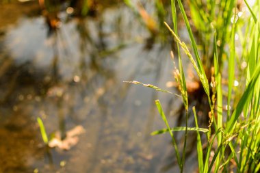 Sabah ışığıyla Paddy fabrikasında pirinç