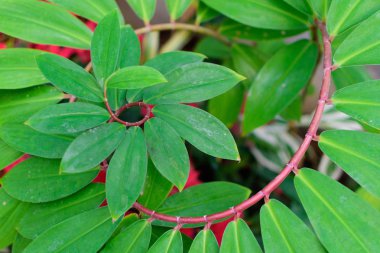 Yeşil Spiral Yaprak Ağacı