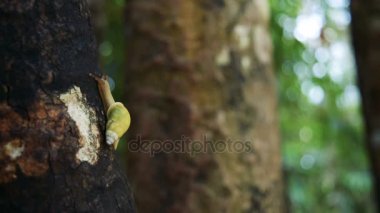 Salyangoz gezinme ağacındaki Bokeh arka plan ile