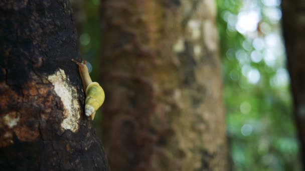 Lumaca strisciare su albero con sfondo Bokeh — Video Stock