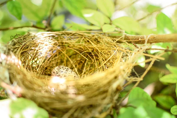 Nido di uccello con uovo in naturale — Foto Stock