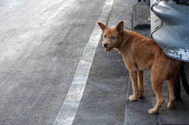 Kahverengi sokak köpeği yolun kenarında, yol boyunca geriye bakıyor..