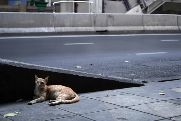 Piccolo Gatto Arancione Sdraiato Solo Sentiero Sul Lato Una Strada — Foto Stock