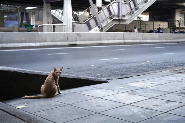 Piccolo Gatto Arancione Seduto Solo Sentiero Sul Lato Una Strada — Foto Stock