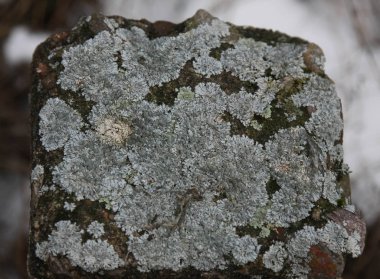   Kırmızı Alnus Alder Küpeleri Gün Işığında Bir Dalda