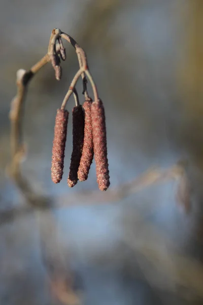 Red Alnus Alder Earrings on a Branch in the Sunlight