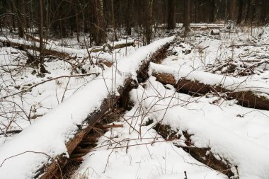 Ağaçların gövdeleri çapraz çarmıha gerilir. Kar, çizgilerinin altını çiziyor