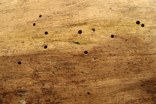 Larvas Comidas Volta Buracos Tronco Podre Uma Macieira — Fotografia de Stock