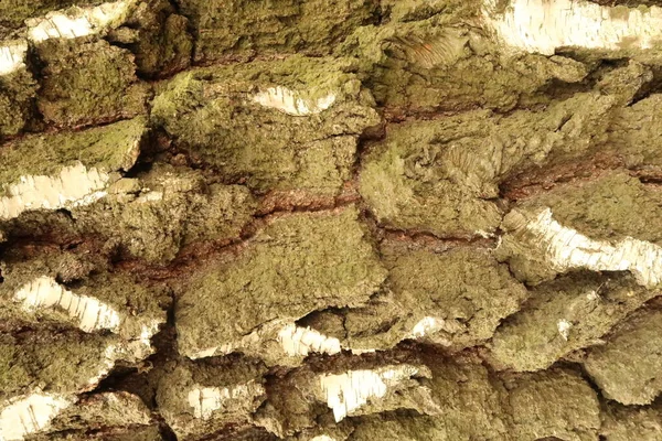 Corteccia Incrinata Profonda Una Betulla Vecchia — Foto Stock