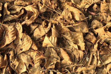 Geçen yılın kahverengi yaprakları yol kenarında
