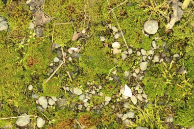 Ormanda yeşil yosun var.