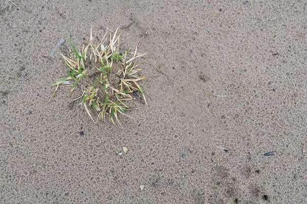 Erba Verde Erbaccia Invernale Sulla Sabbia Del Fiume — Foto Stock