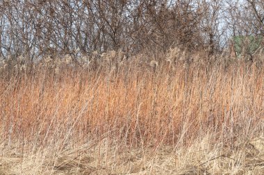 Açık kahverengi çimen sapları patlamamış deniz dikenli çalıların arka planında ölü.