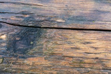 Nehir kenarındaki eski bir kütüğün ıslak yüzeyi