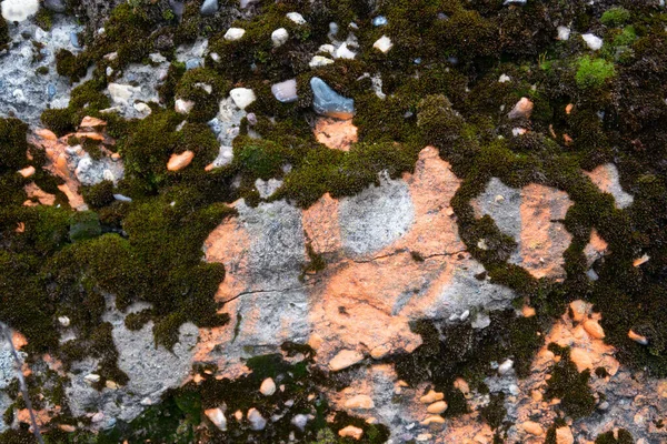 ピンク色の塗料の痕跡を持つ古いコンクリートスラブの表面は 多年生の緑の苔で生い茂った — ストック写真