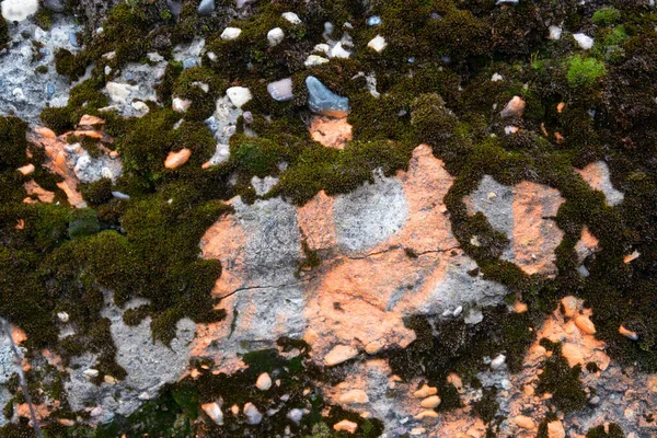 Superfície Antiga Laje Concreto Com Vestígios Tinta Rosa Coberto Com — Fotografia de Stock