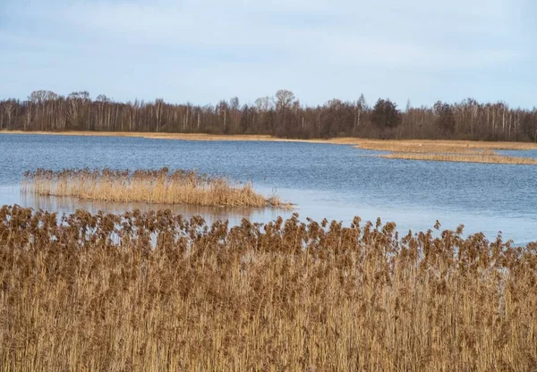 Juncos Secos Superfície Água Azul Lago Mola — Fotografia de Stock