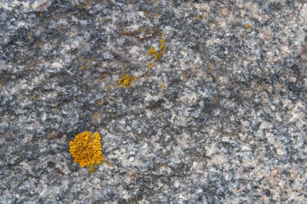 灰色の花崗岩の岩の上に薄いオレンジ色の地衣類で表面を切り取った — ストック写真