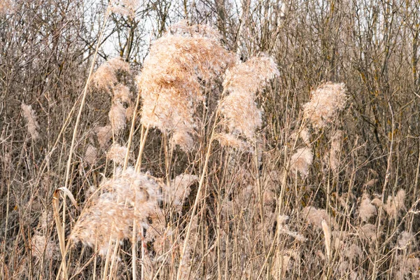 Roseaux Morts Pelucheux Printemps Contre Ciel — Photo