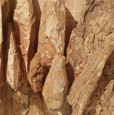 Çam kabuğu çam ağacı orkidesi ekimi