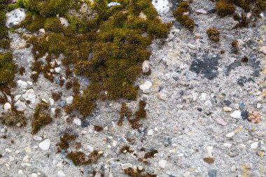  Çakıl taşları ve yeşil yosunlu beton levha.