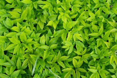 Kepek, yeşil yapraklar, arka plan, doku