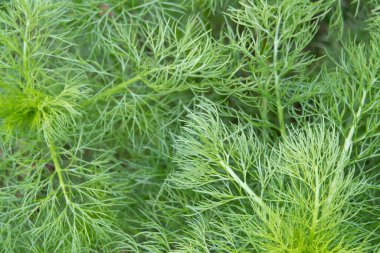 Kalın, sulu yeşiller, sahte dereotu, arka plan