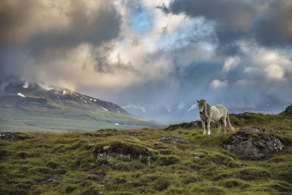 Beautiful Scenery White Horse Iceland Europe — Stock Photo, Image