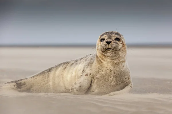 Giovane Foca Sulla Spiaggia Dell Isola Langeoog Germania — Foto Stock