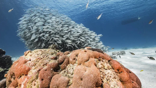 Приманка Школа Рыб Кораллов Мелководье Кораллового Рифа Карибском Море — стоковое фото