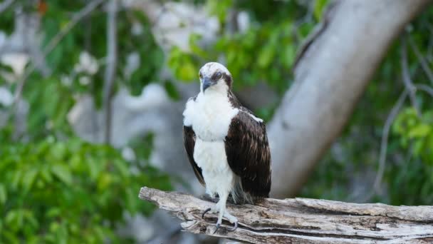 鳥の野生生物:ゆっくりとした動きでオスプレイ/キュラソー島 — ストック動画