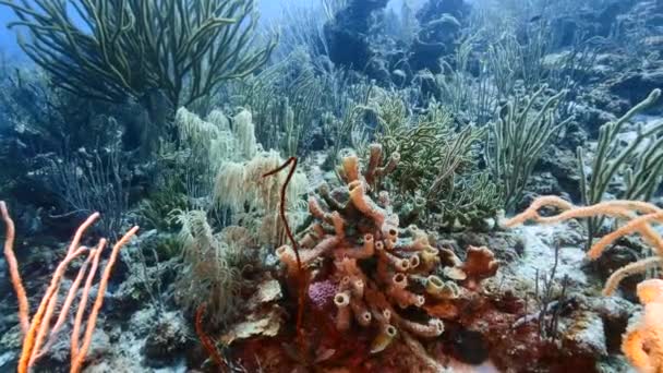 Sjøbunn på korallrev i Karibien / Curacao med fisk, korall og svamp – stockvideo