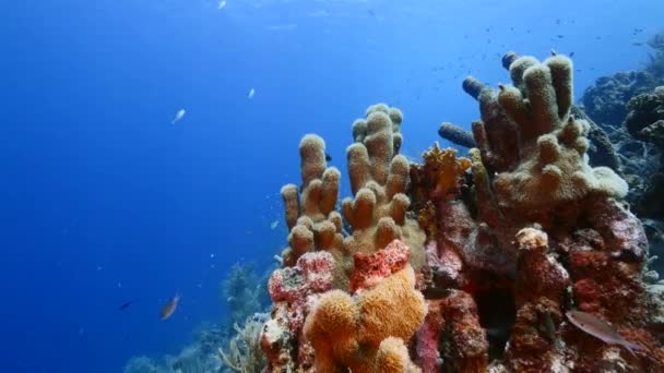 Capa marinha de recife de coral no Mar do Caribe / Curaçao com peixes, Pilar de Coral e esponja — Vídeo de Stock