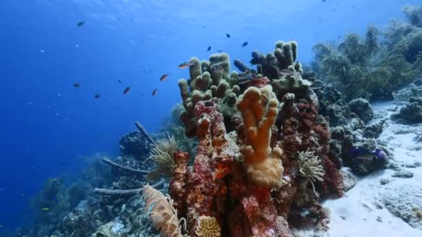 Capa marinha de recife de coral no Mar do Caribe / Curaçao com peixes, Pilar de Coral e esponja — Vídeo de Stock
